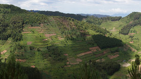 Terraced landscape on the edge of the Bwindi National Park Uganda