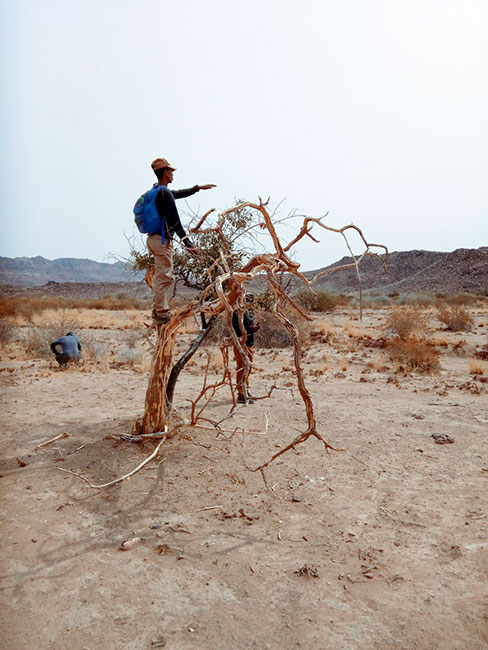 Ein Mann steht auf einem vertrockneten Baumstumpf in einer Wüstenlandschaft und zeigt in die Ferne