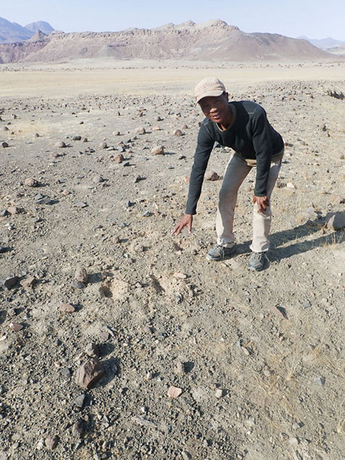 ein Mann zeigt auf Spuren auf dem Boden in einer Wüstenlandschaft