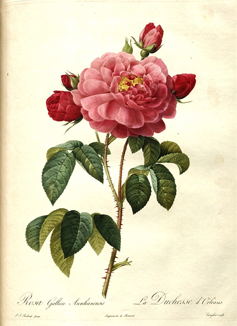 Pierre-Joseph Redouté (1759–1840), Rosa gallica aurelianensis (Rosa 'La Duchesse d'Orléans'), in, Les Roses von Pierre-Joseph Redouté, veröffentlicht in Paris in 1817-24, Seite 431